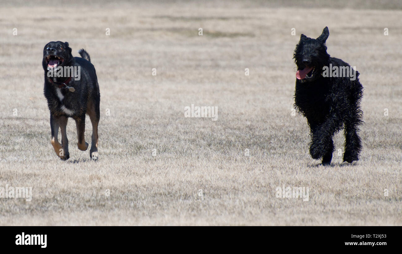 Due cani di pagare e di esecuzione a un dog park Foto Stock