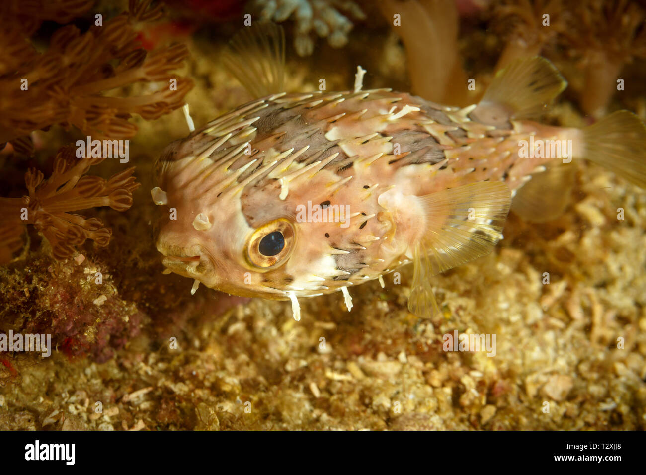 Primo piano di un palloncino pesce , Diodon holocanthys, Foto Stock