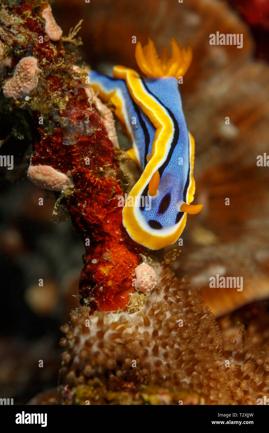 Vista dettagliata del blu, arancione e nero, nudibranch, Chromodoris elisabethina, mare slug, Foto Stock