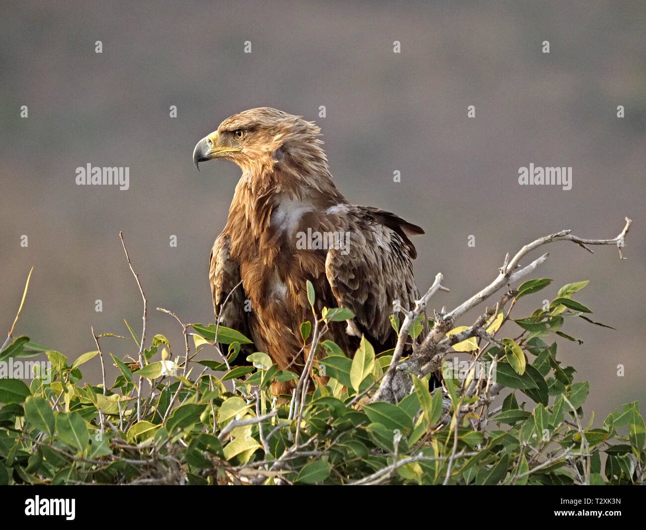 Brezza ruffa piume di aquila bruna (Aquila rapax) in luce buona sera arroccato nella corona di ficus albero in Galana Conservancy, Kenya, Africa Foto Stock