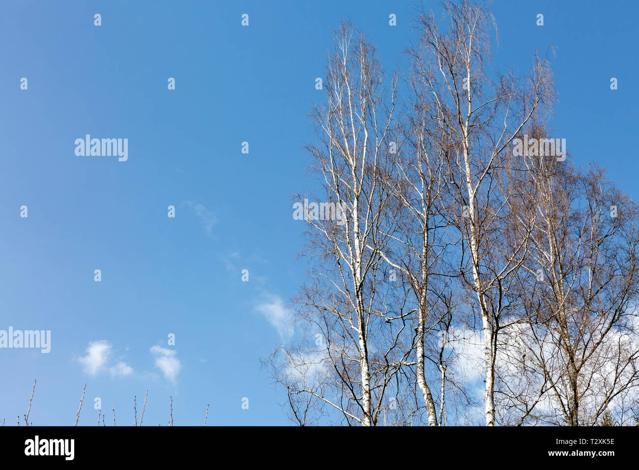 Betulla contro il cielo blu in primavera Foto Stock