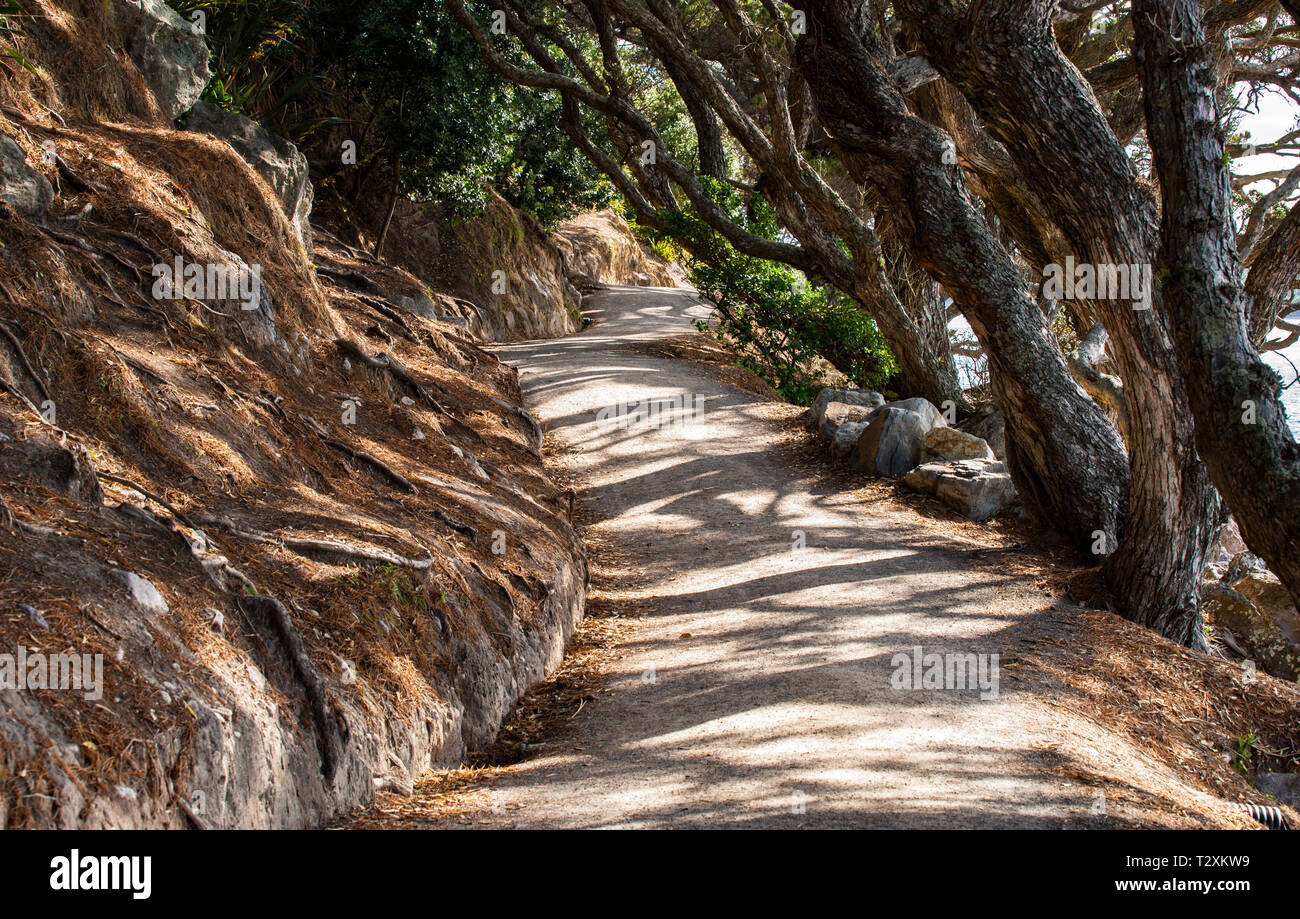 Pendente alberi pohutukawa e shadow pattern tra Mount Maunganui Base via Tauranga Nuova Zelanda Foto Stock