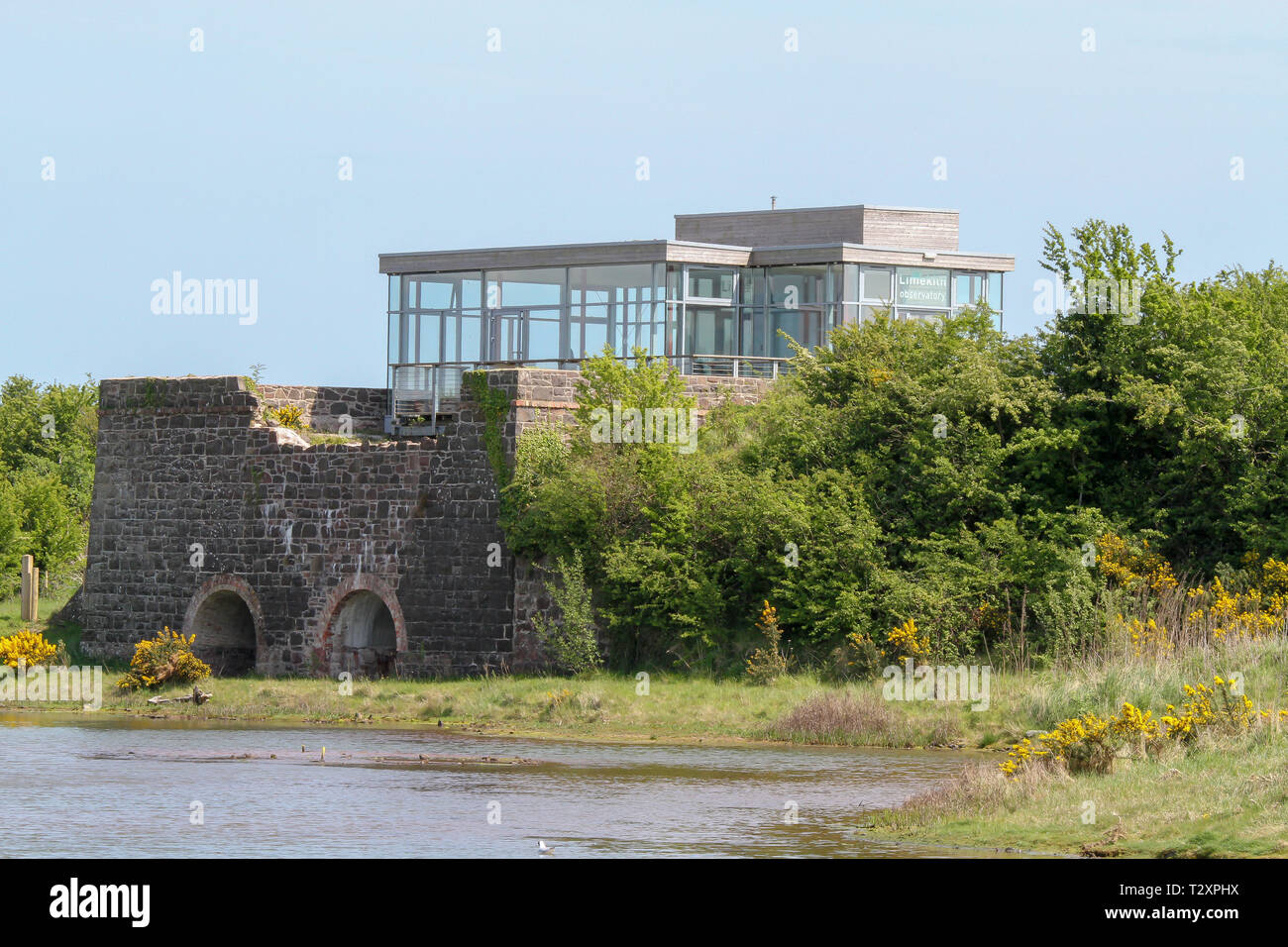 WWT Castle Espie riserva, dalla pettinatrice, County Down, Irlanda del Nord. Foto Stock