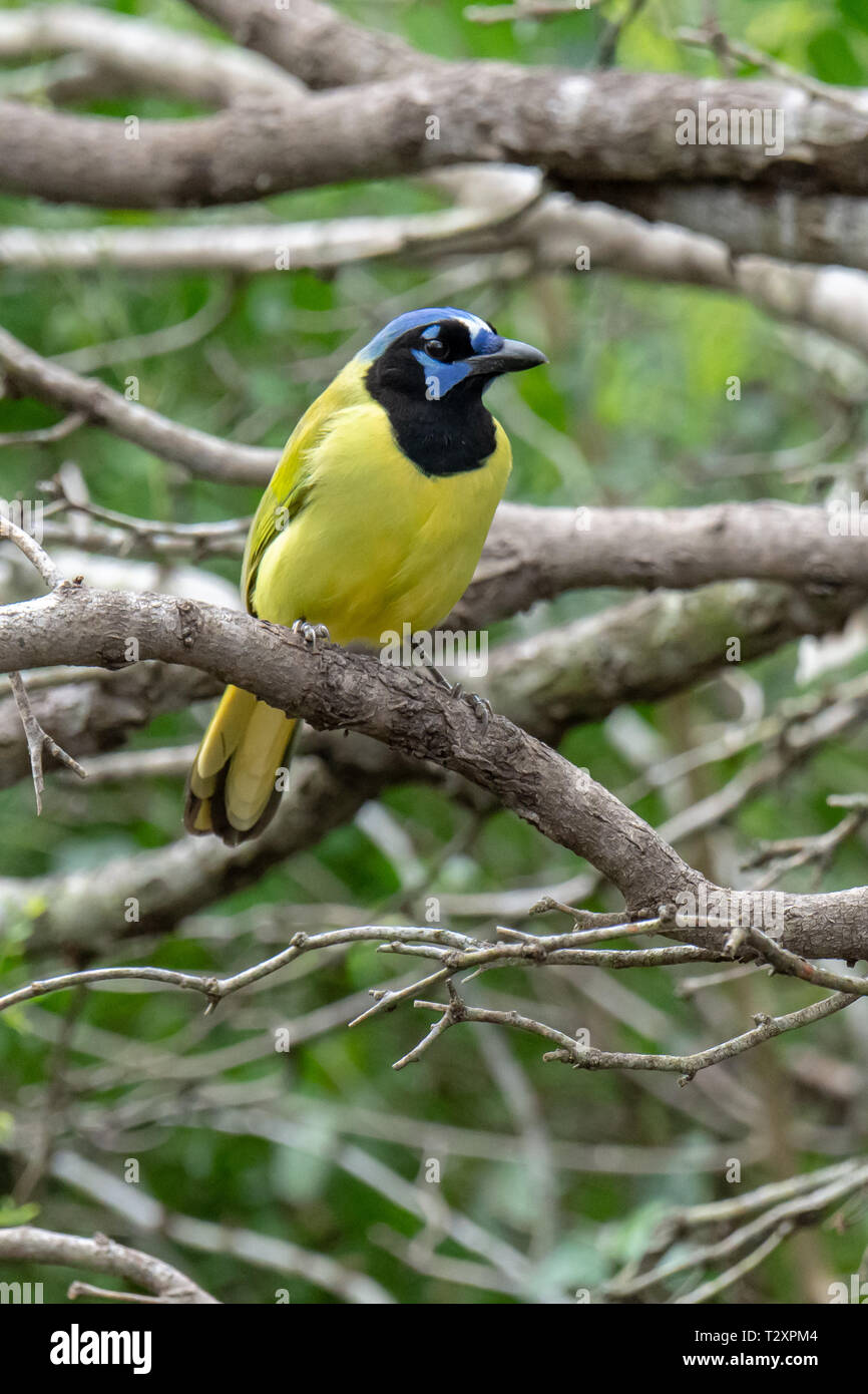 Green Jay (Cyanocorax luxuosus) in McAllen, Texas Foto Stock
