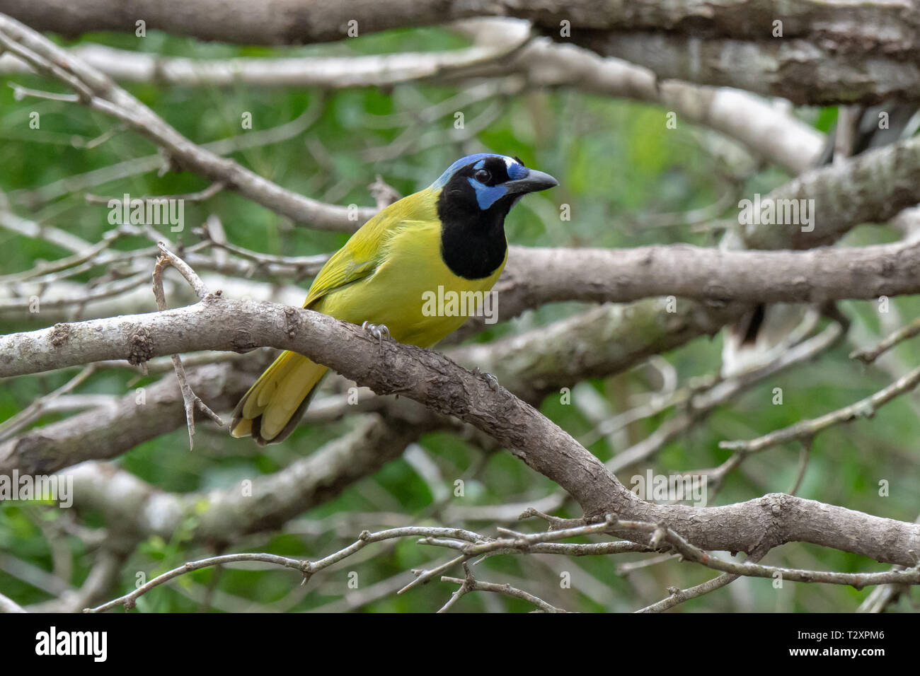 Green Jay (Cyanocorax luxuosus) in McAllen, Texas Foto Stock
