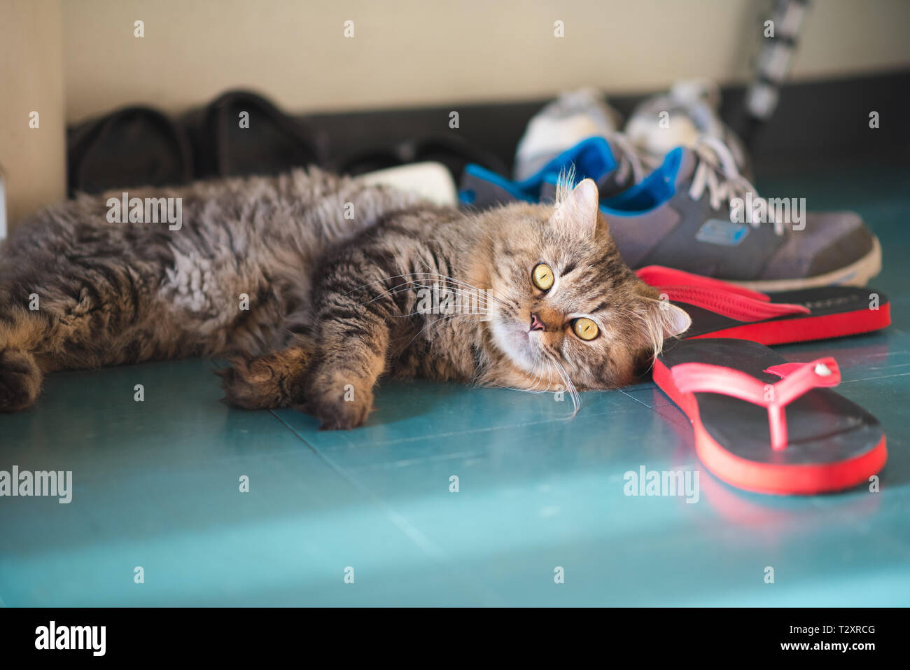 Bel gatto maschio crogiolarsi al sole sul pavimento accanto a calzature che  ama il resto Foto stock - Alamy