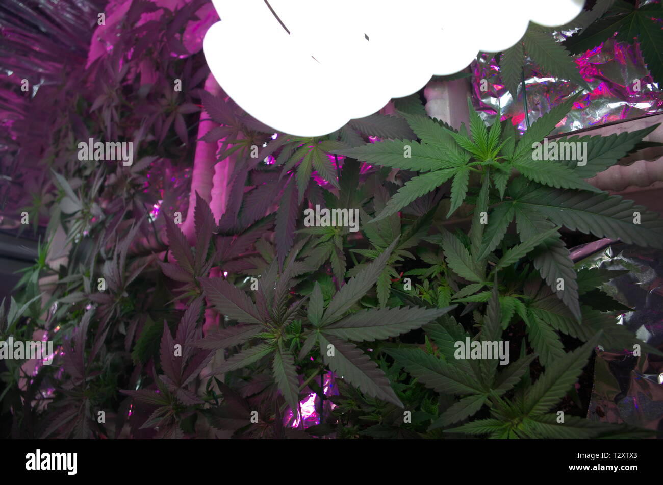 Una casa crescere della cannabis sativa indica piante ibride (chiamato anche la marijuana o weed) crescere sotto il led e luci CFL attraverso la vita vegetativa fase. Foto Stock