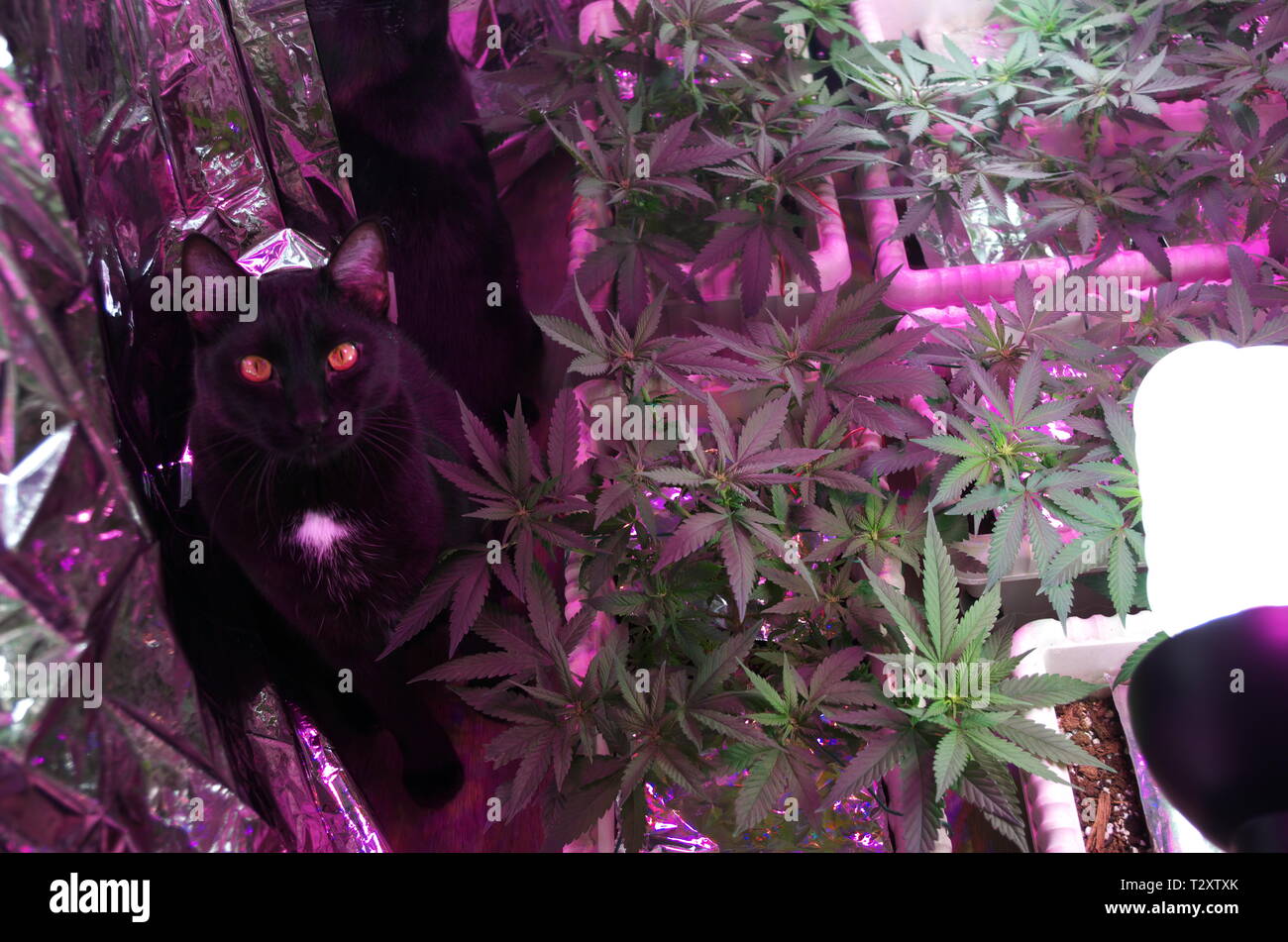 Marijuana o di piante infestanti (cannabis sativa indica ibridi) crescere in interni sotto led e cfl crescere luci come un gatto nero si siede di toccare la ventola foglie. Foto Stock