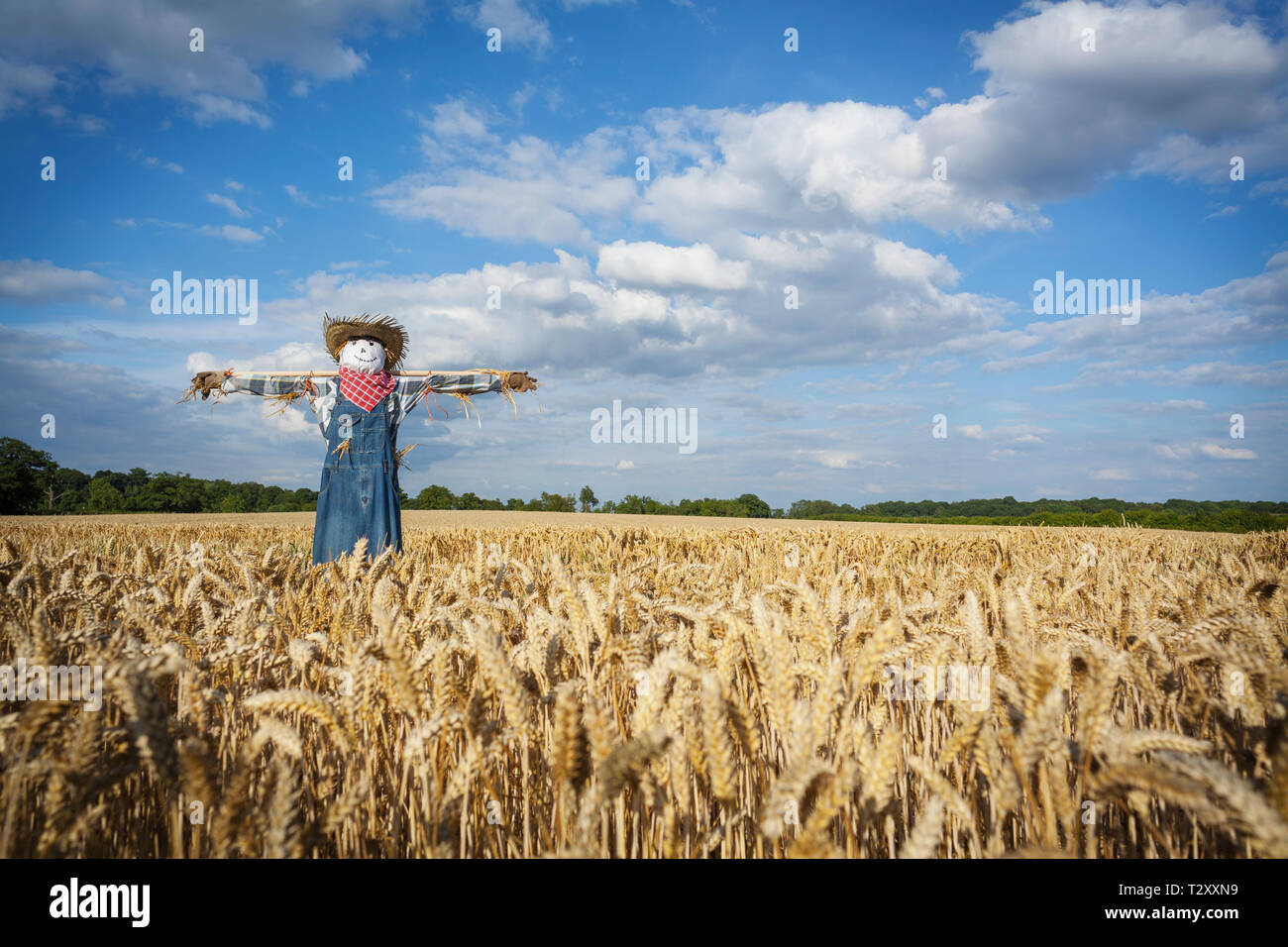 Lo Spaventapasseri in un Wheatfield Foto Stock
