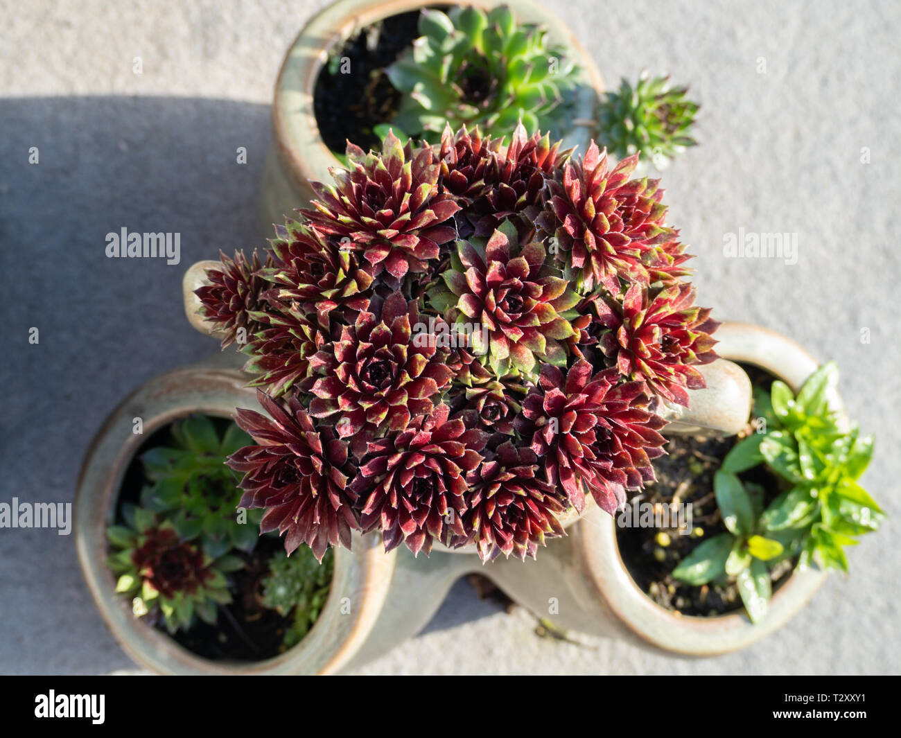Il rosso e il verde sempervivum piante in vaso Foto Stock