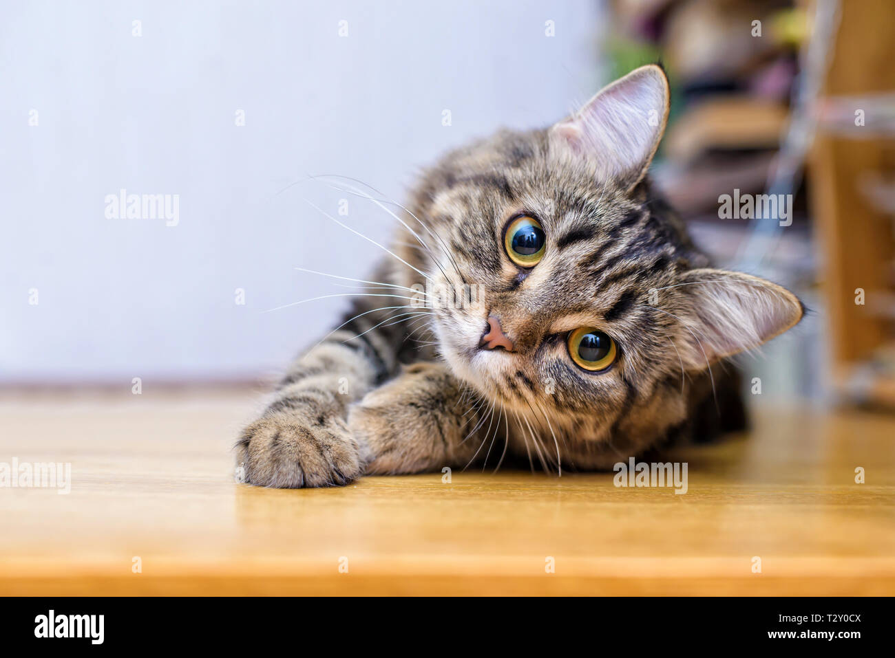 Bella Pelliccia Grigia carino divertente gatto sdraiato e cercando la lente della fotocamera Foto Stock