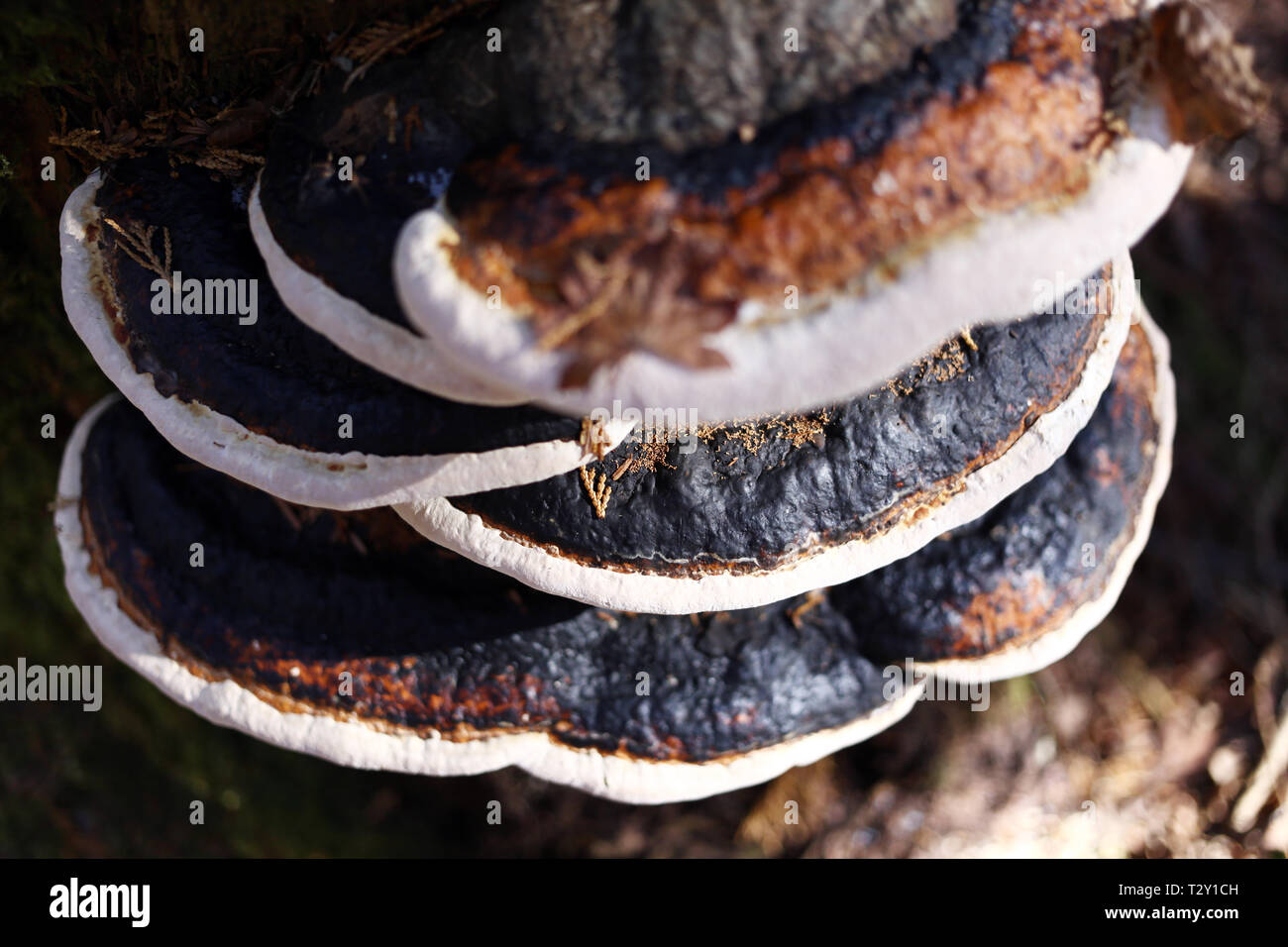 La crescita del fungo su un albero in Aokigahara, Tokyo Foto Stock