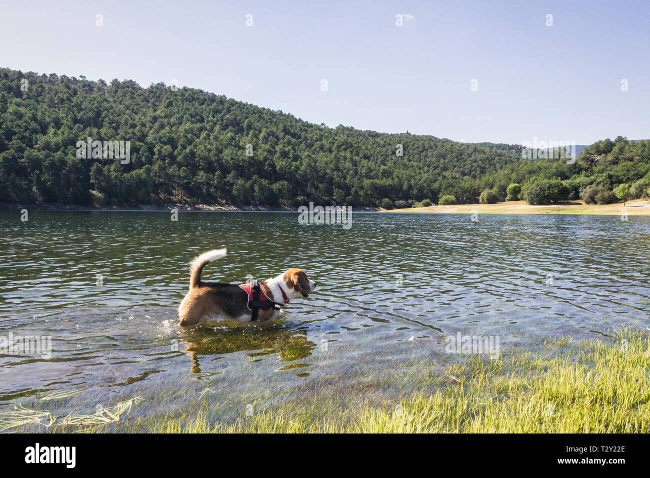 Piuttosto cane Beagle godendovi la natura Foto Stock