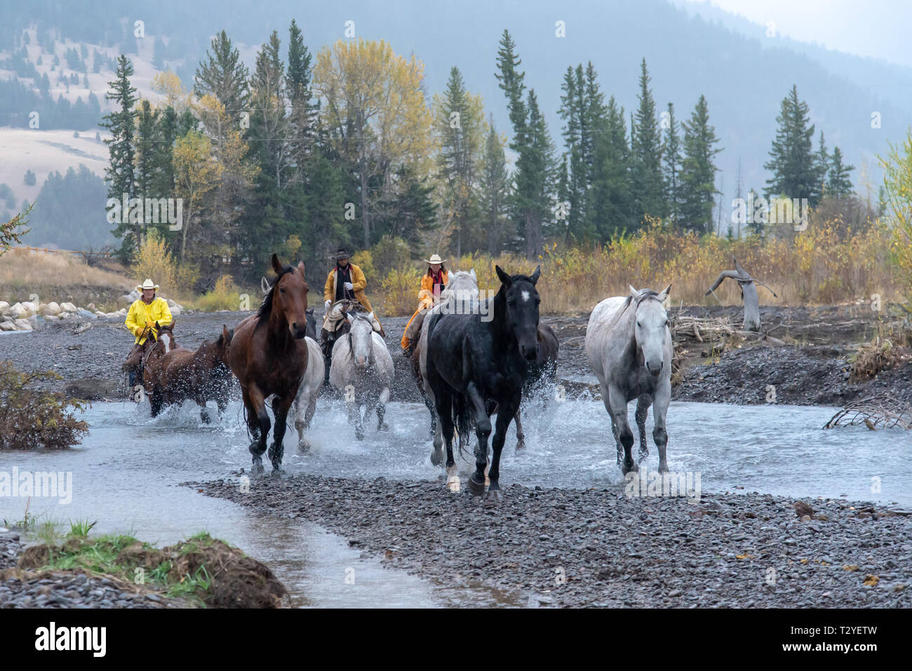 Cowboy americani roundup cavalli sotto la pioggia in alta montagna del Wyoming, STATI UNITI D'AMERICA Foto Stock