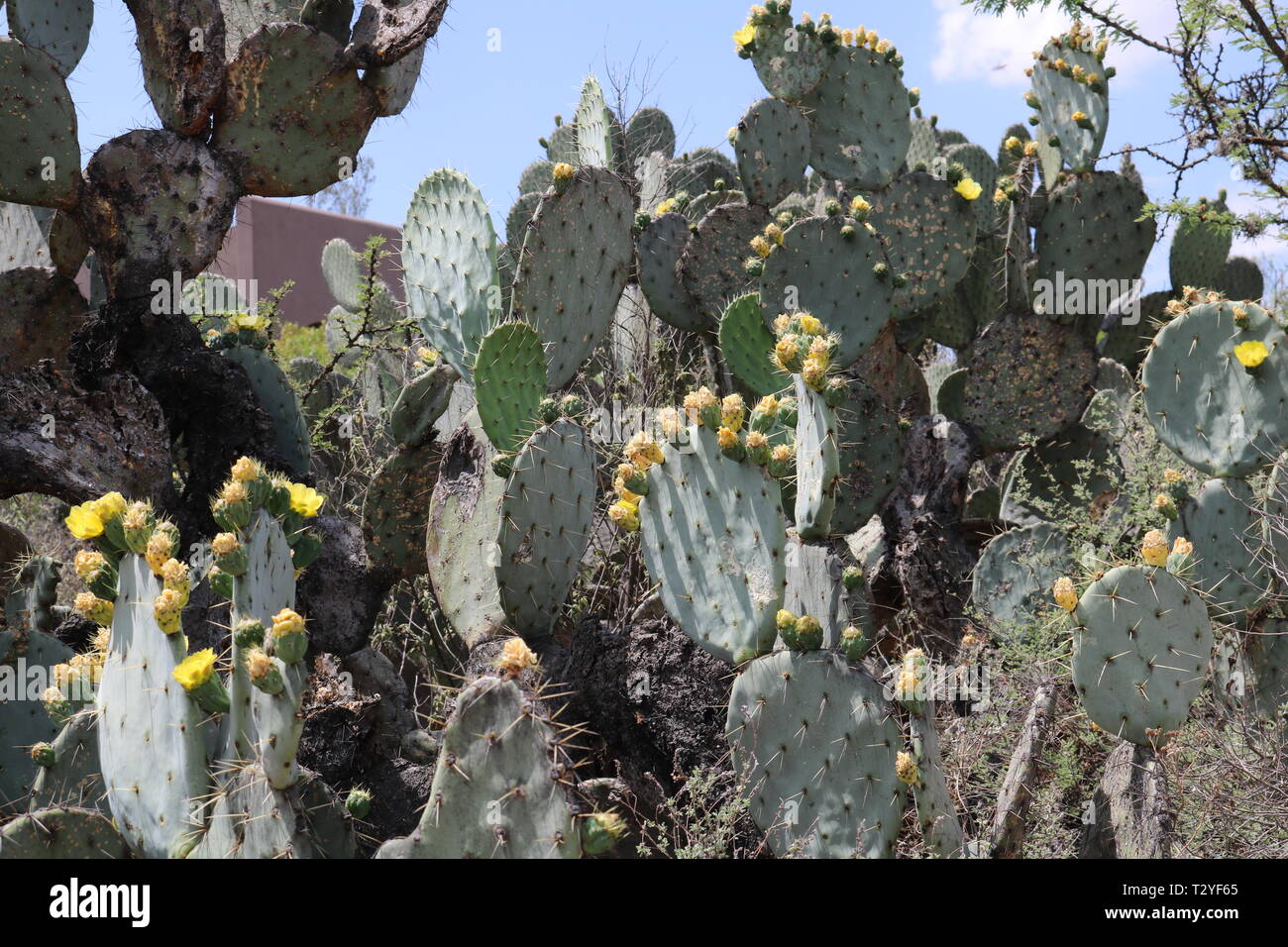 Paesaggio di cactus Foto Stock