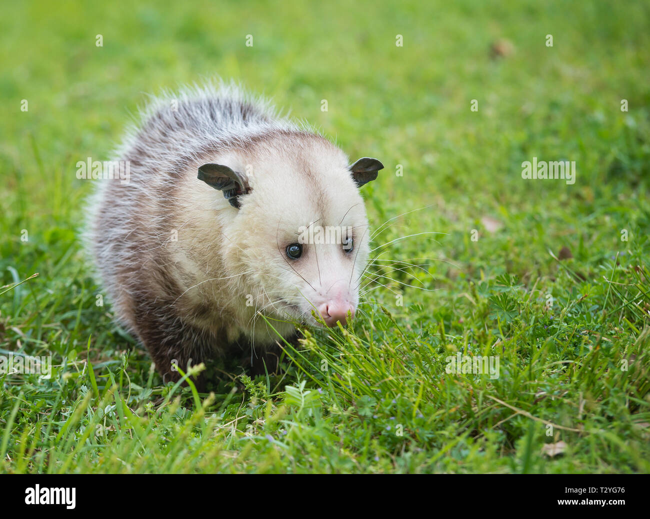 Maschio di opossum, Virginia opossum, foraggio per alimentare in erba Foto Stock