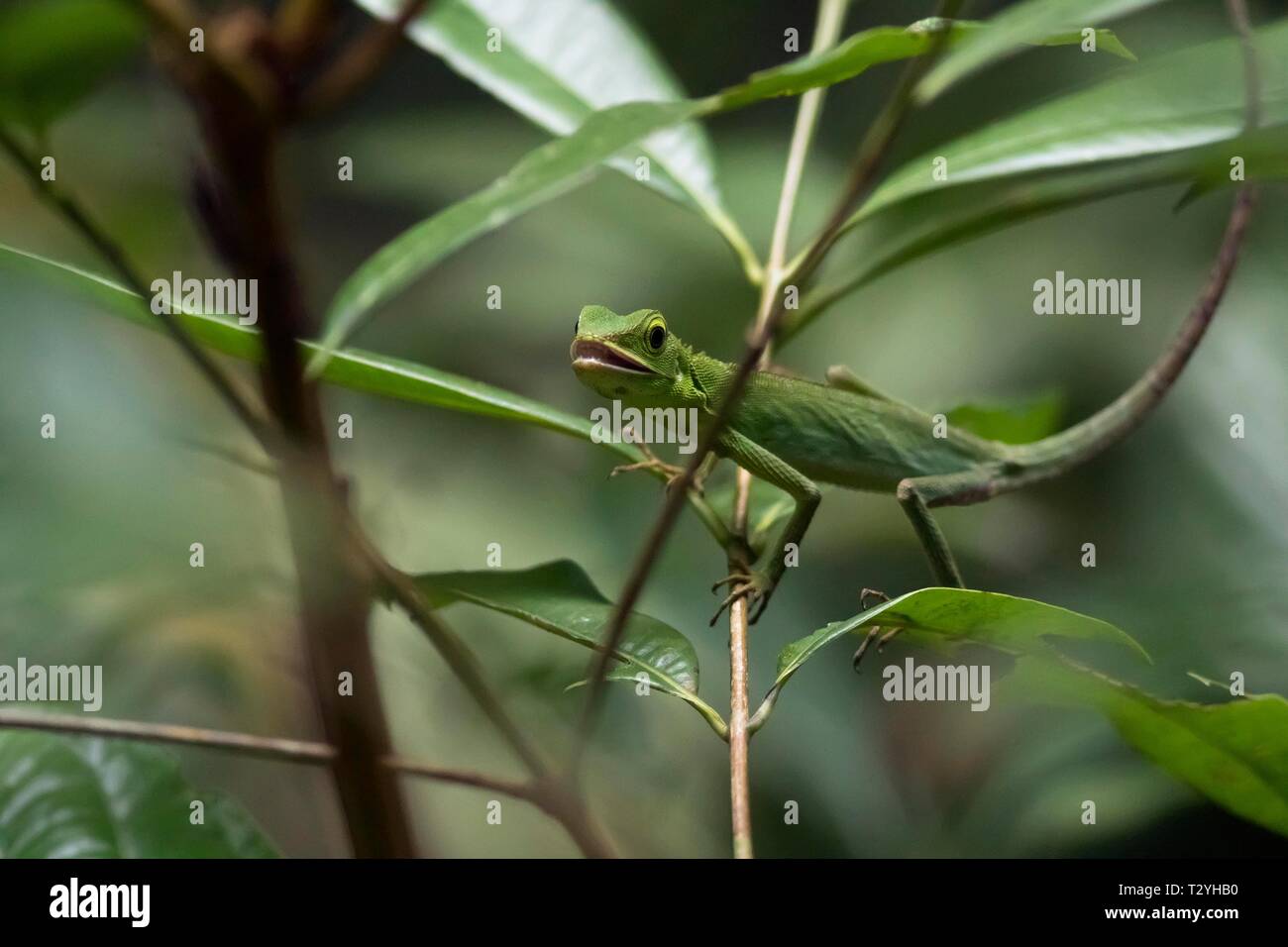 Green Crested Lizard (Bronchocela cristatella) nella struttura ad albero, riserva naturale di Sepilok, Sabah Borneo, Malaysia Foto Stock