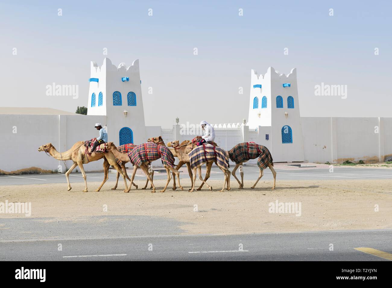 I cammelli con piloti di fronte al Shahaniya Stadium per corse di cammelli, Doha, Qatar Foto Stock