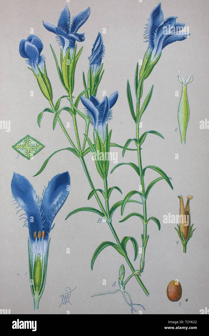 La genziana (Gentiana eiliata), Illustrazione storico dal 1885, Germania Foto Stock