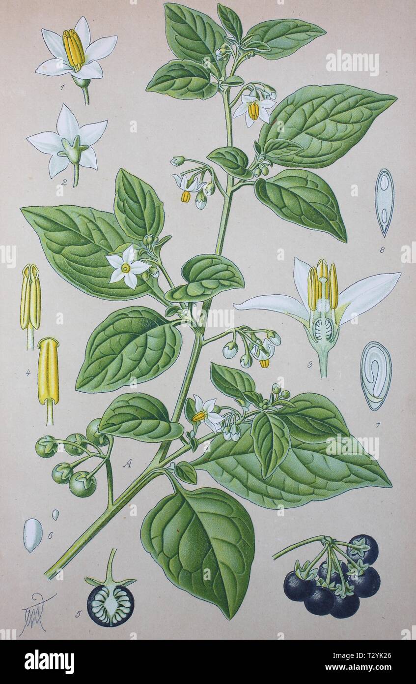 Erba Morella (Solanum nigrum), Illustrazione storico dal 1885, Germania Foto Stock