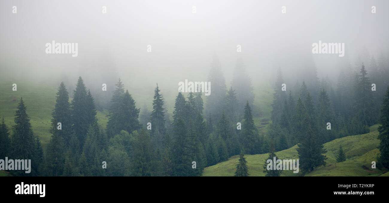 La nebbia in una foresta in Bukowina nella parte orientale della Romania Foto Stock