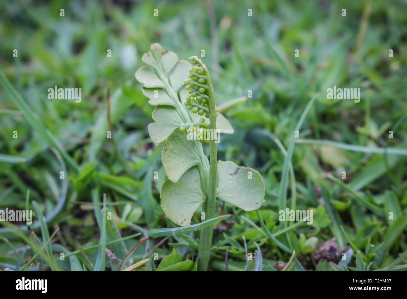 Unico piccolo moonwort- nome latino Botrychium lunaria sulla montagna Ostrovicë in Albania Foto Stock