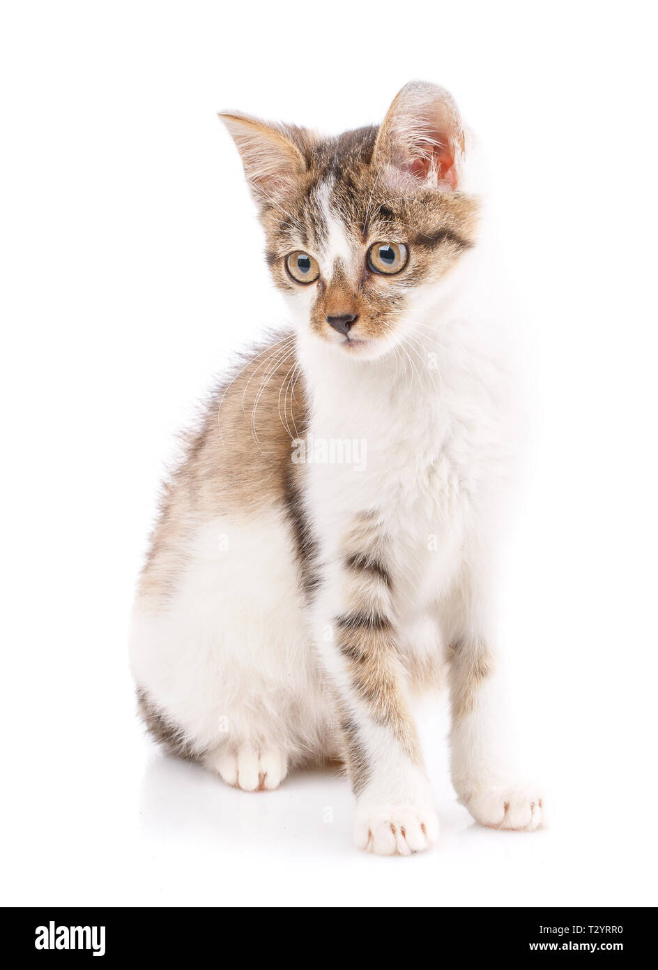 Funny kitten seduti di fronte e guardando verso il basso. Un giocoso gattino su uno sfondo bianco. Pacchetto come elemento di design per alimenti per gatti Foto Stock
