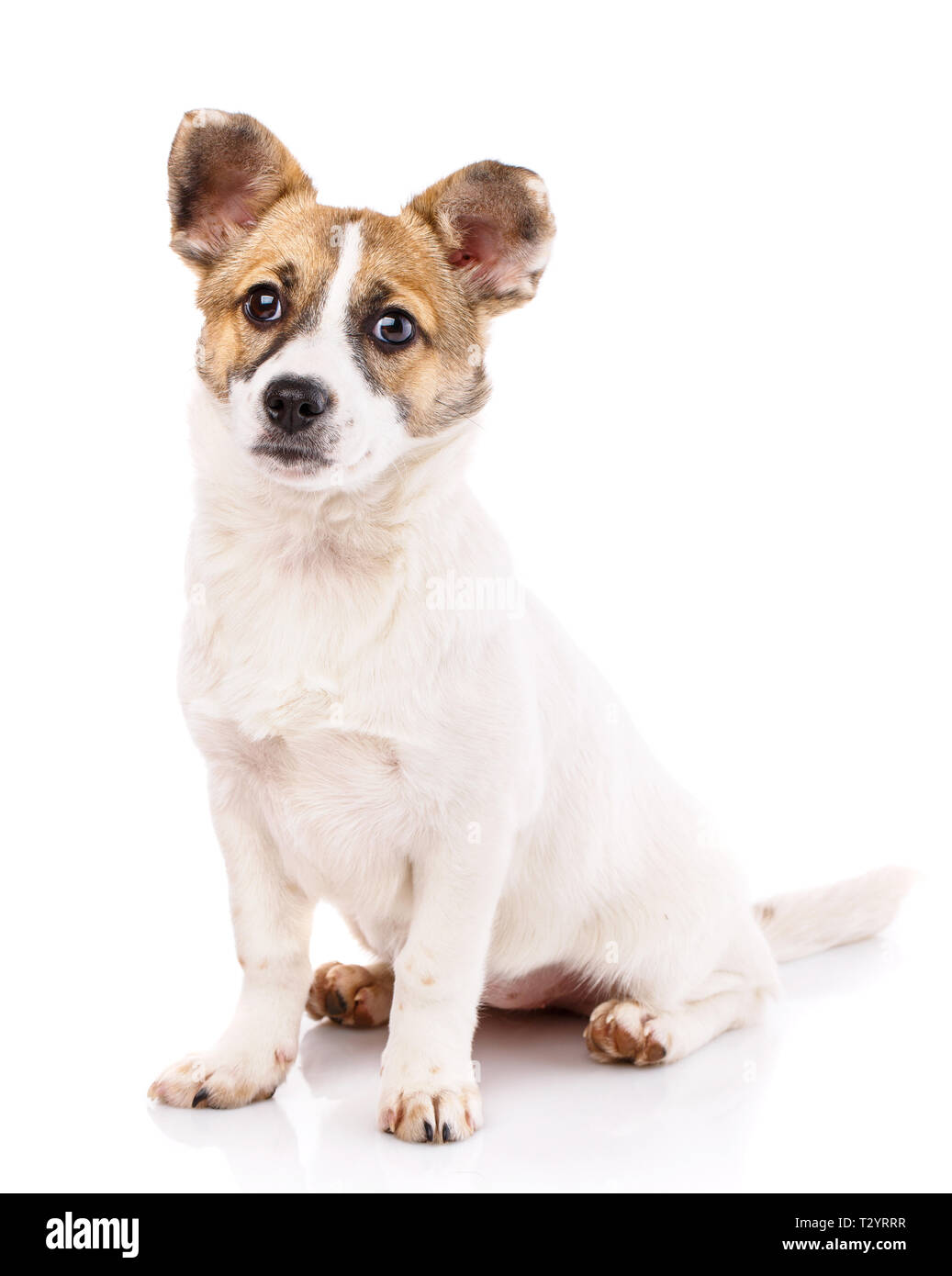 Un cane con le orecchie rotonde seduto su uno sfondo bianco. Come nuovo anno cartolina elemento di design Foto Stock