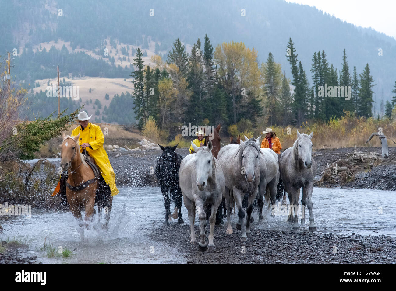 Cowboy americani roundup cavalli sotto la pioggia in alta montagna del Wyoming, STATI UNITI D'AMERICA Foto Stock