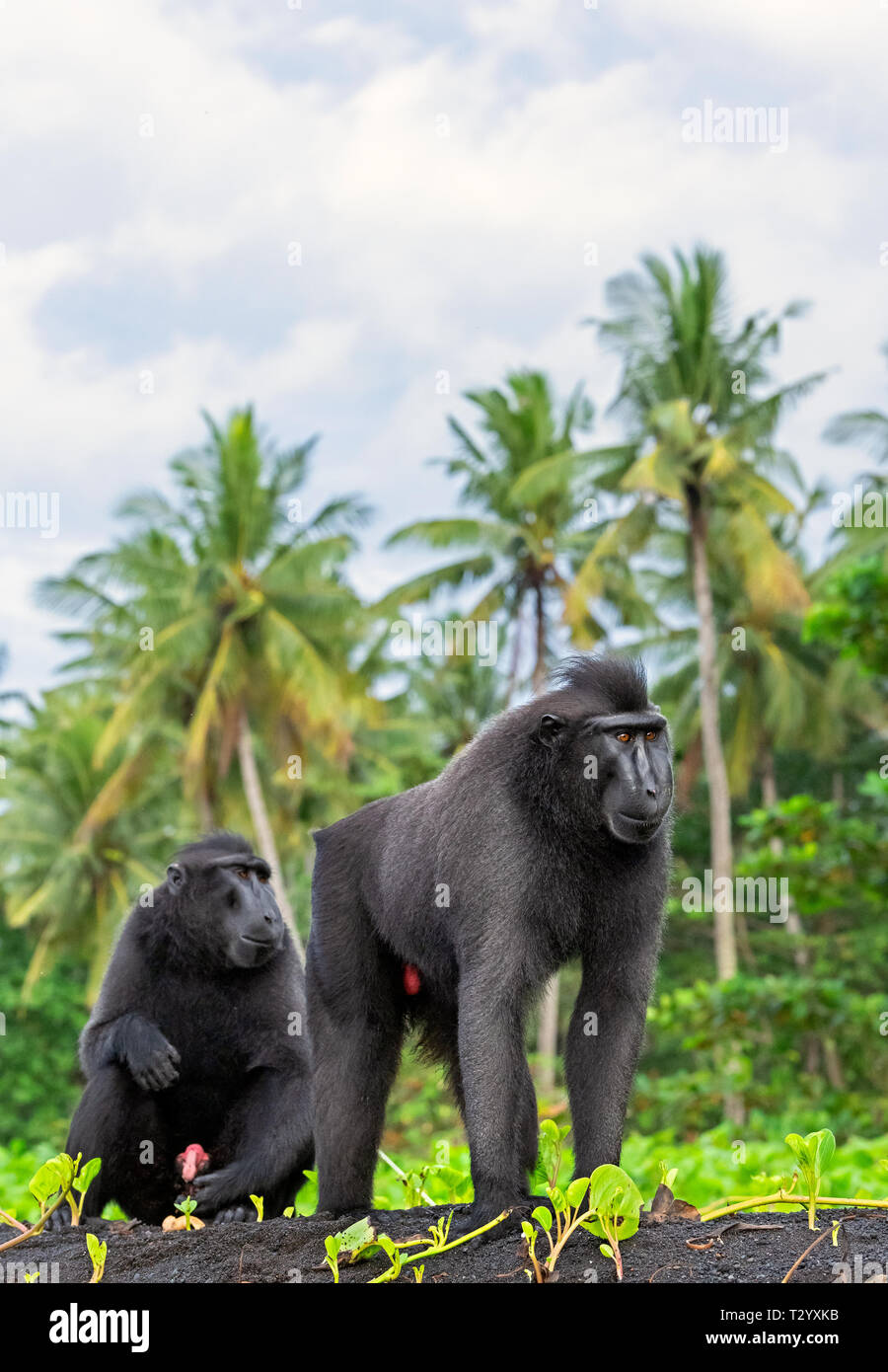 Di Celebes macaco crestato . Crested macaco nero, Sulawesi crested macaco sulawesi macaco o il black ape. Habitat naturale. Isola di Sulawesi. Ho Foto Stock