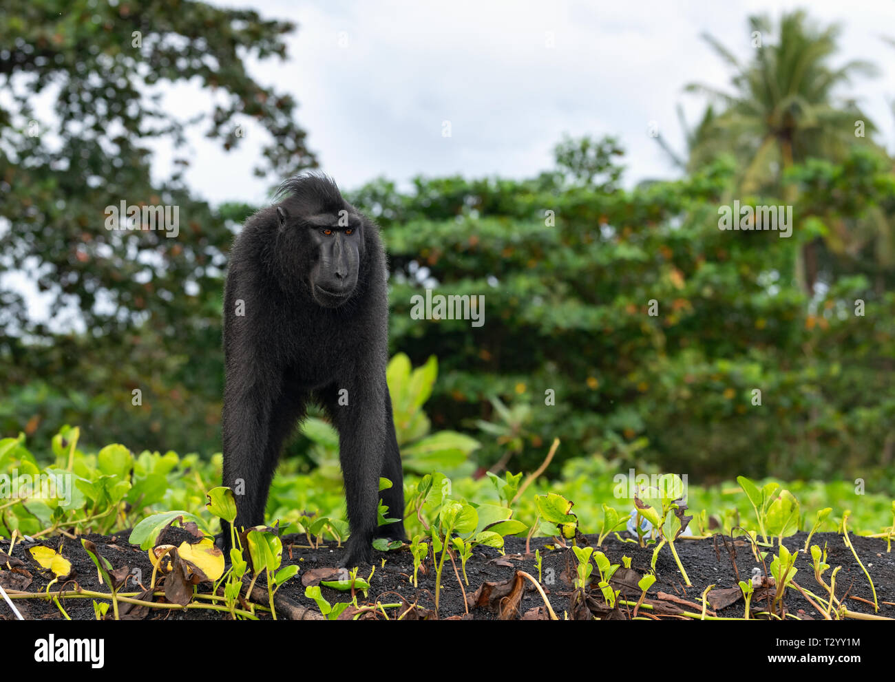 Di Celebes macaco crestato . Crested macaco nero, Sulawesi crested macaco sulawesi macaco o il black ape. Habitat naturale. Isola di Sulawesi. Ho Foto Stock