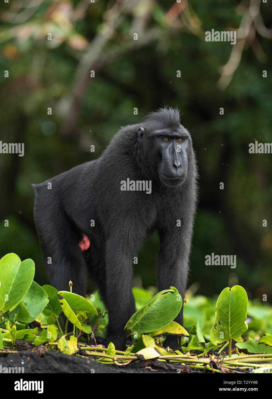 Di Celebes macaco crestato . Crested macaco nero, Sulawesi crested macaco sulawesi macaco o il black ape. Habitat naturale. Isola di Sulawesi. Ho Foto Stock