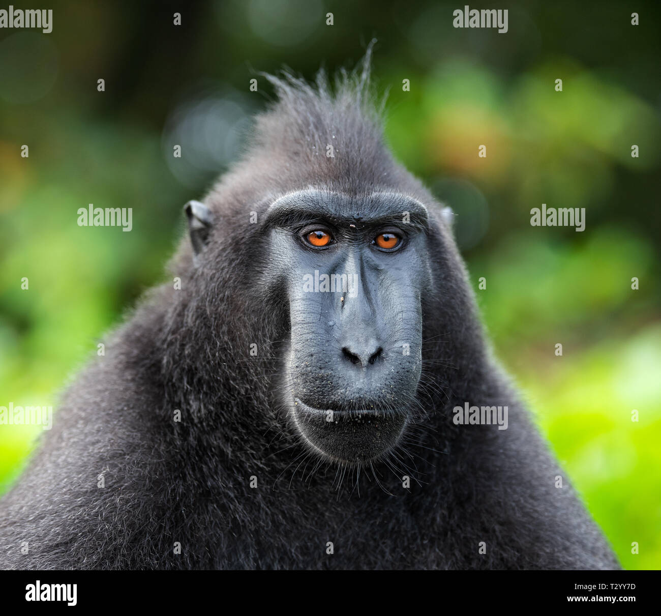 Di Celebes macaco crestato . Close up ritratto, vista frontale. Crested macaco nero, Sulawesi crested macaco o il black ape. Habitat naturale. Sula Foto Stock