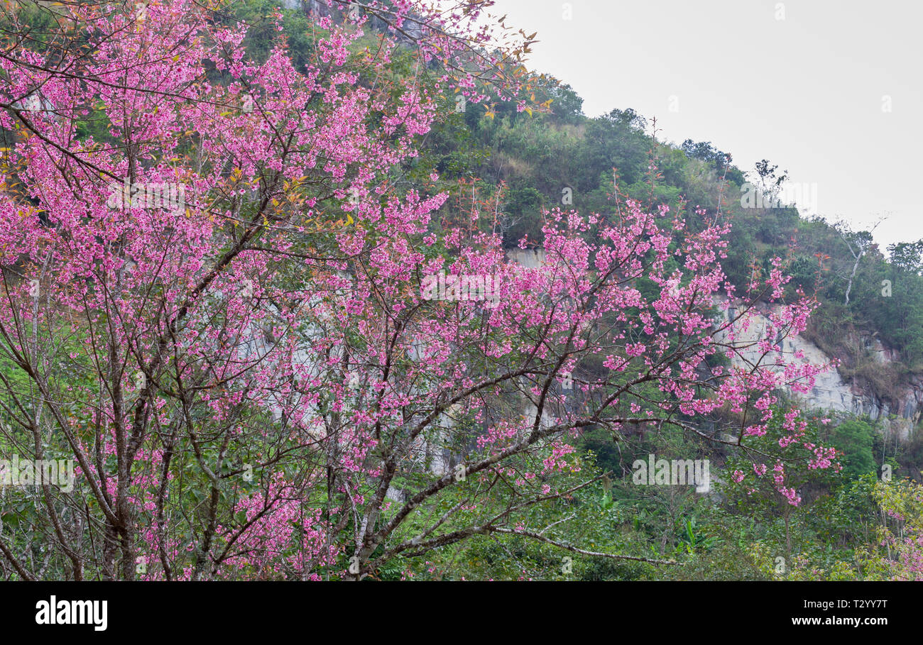 Prunus Cerasoides o fiore di ciliegio o Sakura Fiore di Phu Chi fa Forest Park con la montagna. Fiore di Ciliegio o sakura fiore di montagna a Phu Chi F Foto Stock