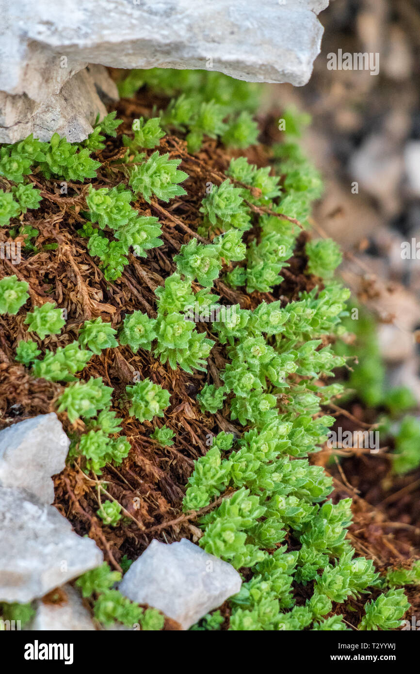 Rhodiola rosea prima fioritura Foto Stock