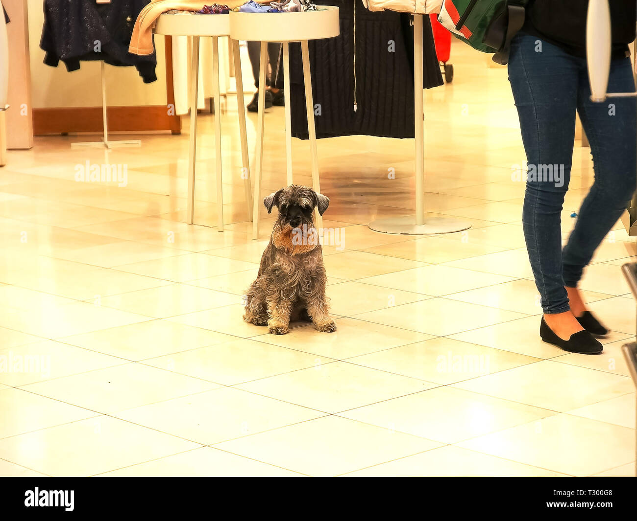 Uno schnauzer cane si siede sul pavimento di un boutique hotel a venezia Foto Stock