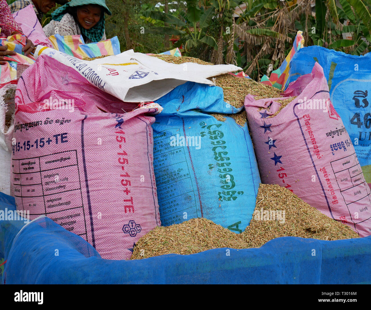 Battambang, Cambogia. Il raccolto di riso è caricata sul rimorchio in un impeto di sacchi, pronto per portare a casa, nelle zone rurali la Cambogia 10-12-2018 Foto Stock