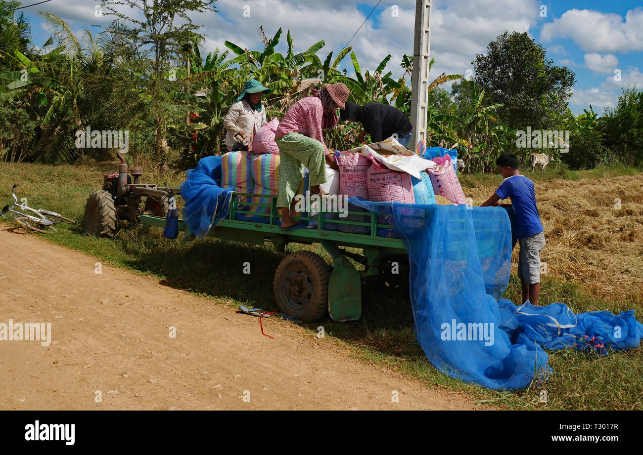 Battambang, Cambogia. 10-12-2018. Il carico di famiglia del raccolto di riso su un rimorchio in Cambogia rurale. Foto Stock
