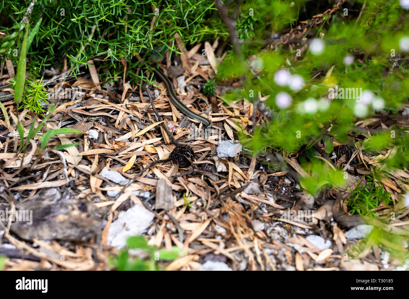 Piccolo serpente nel giardino Foto Stock