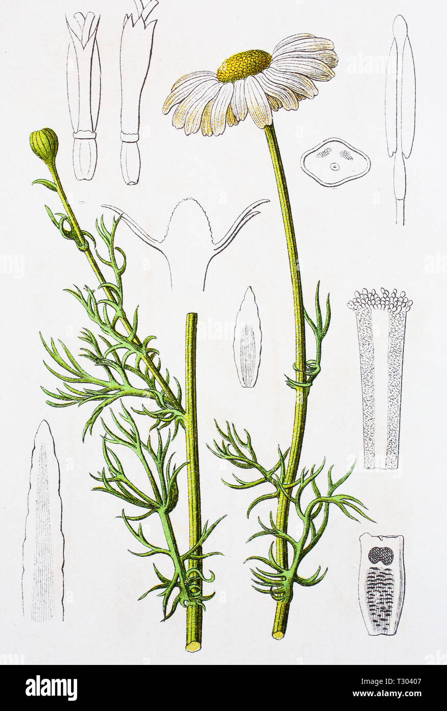 Miglioramento digitale la riproduzione di un'illustrazione di, Kamille Geruchlose, Tripleurospermum inodorum, da una stampa originale del XIX secolo Foto Stock