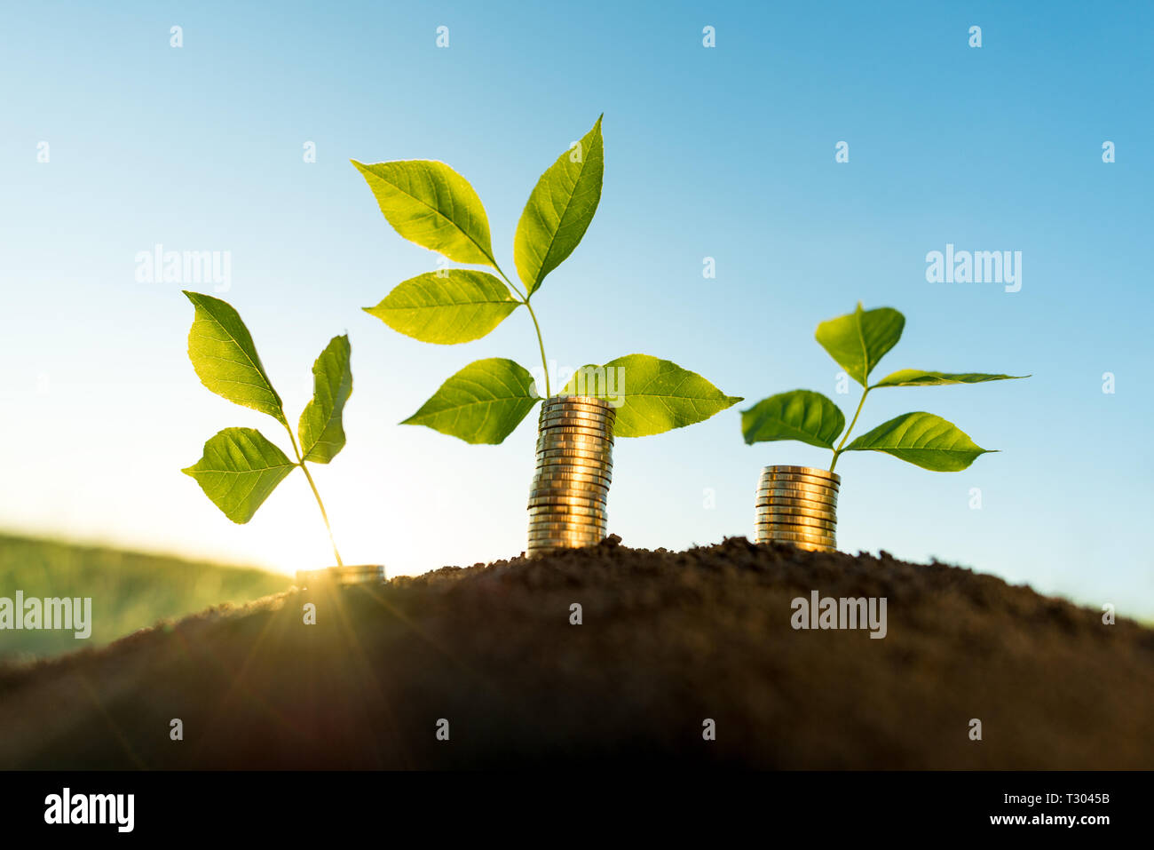 Il denaro il concetto di crescita Foto Stock