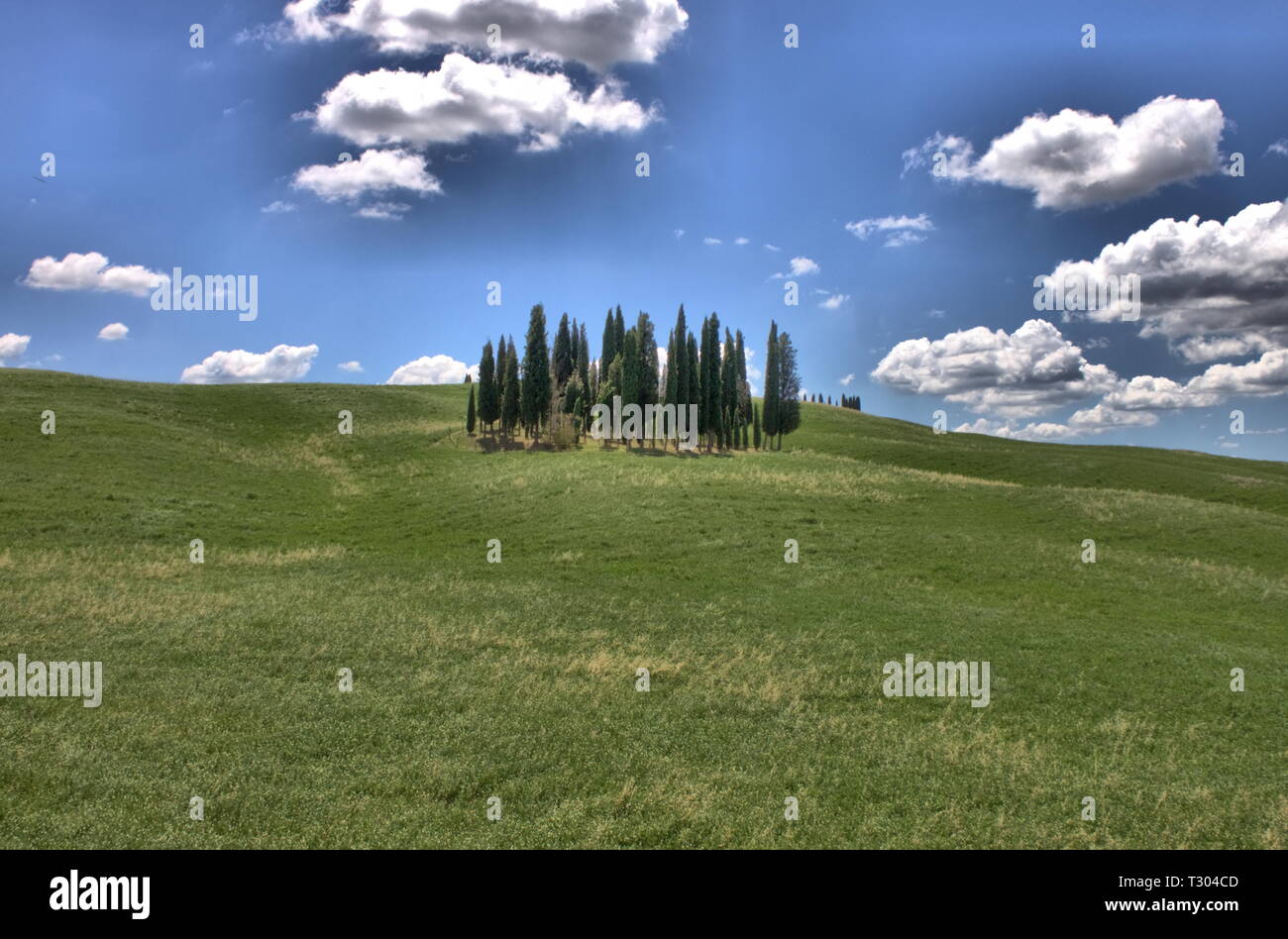 Cipressi in un classico paesaggio toscano - HDR Foto Stock