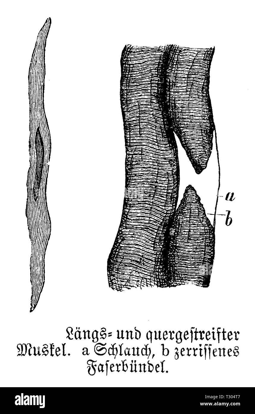 Le fibre muscolari: longitudinali e trasversali di strisce, anonym 1893 Foto Stock