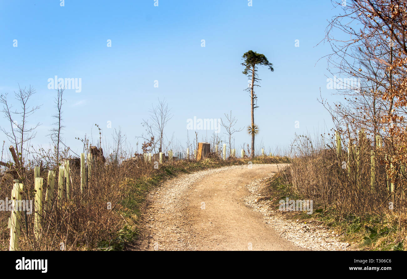 Decorate ultimo albero in piedi a causa della deforestazione il concetto di protezione ambientale Foto Stock