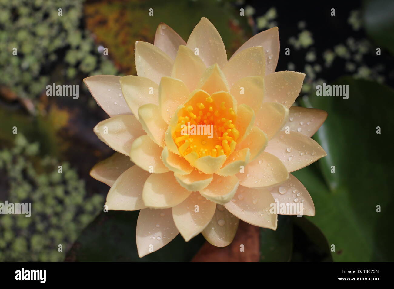 Un rugiadoso giallo giglio di acqua in piena fioritura. Green ninfee, lenticchie d'acqua e acqua scuro dello sfondo. Maggio 2018, prese al giardino botanico in Miami Florida USA. Foto Stock