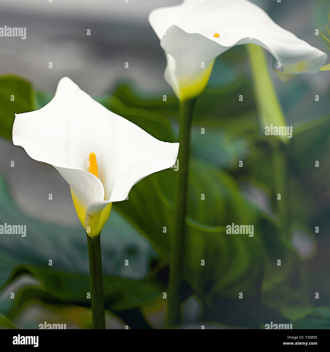 Zantedeschia Aethiopica fiori noto anche come Calla Lily in primavera. Immagine di stock Foto Stock