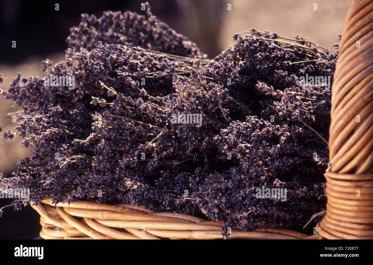 CANIERE DI GRUPPI DI LAVANDA FRANCESE ASCIUTTA (LAVANDULA ANGUSTIFOLIA.) Foto Stock