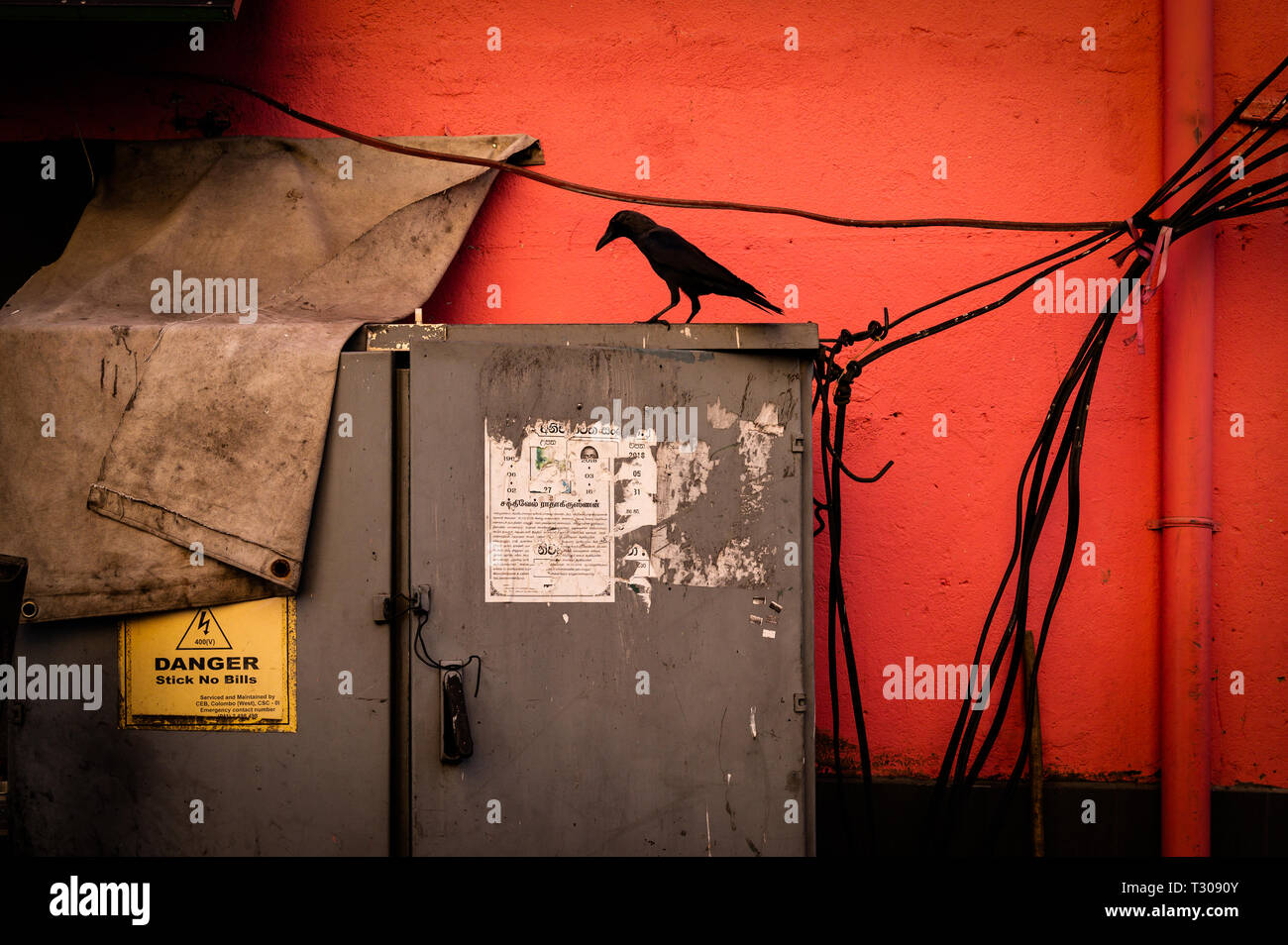 Silhouette di un uccello su una scatola elettrica, Colombo, Sri Lanka Foto Stock