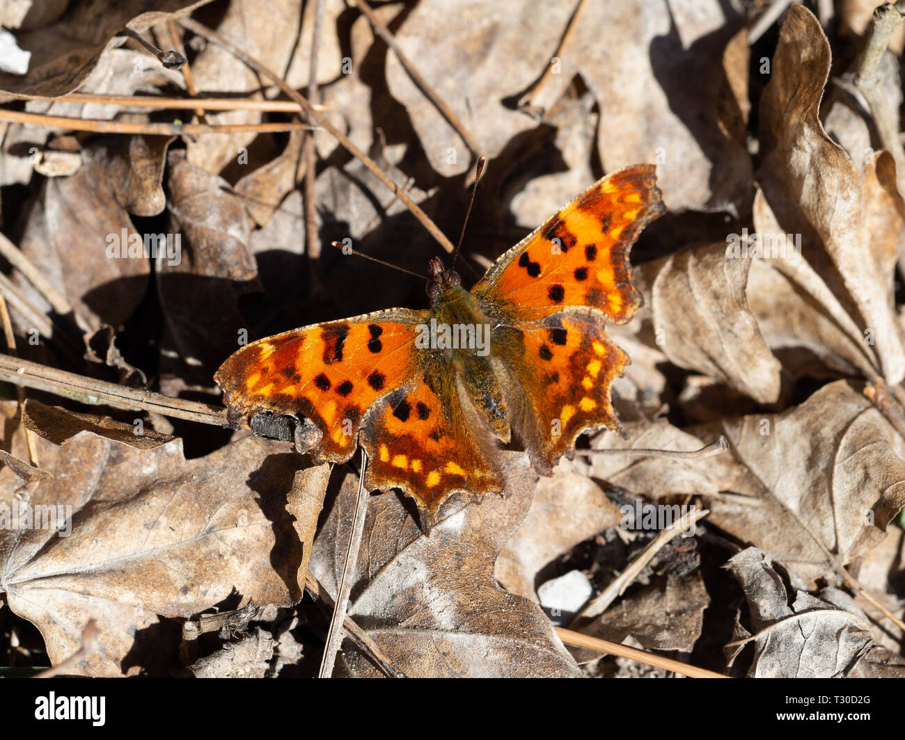 Virgola butterfly su foglie Foto Stock