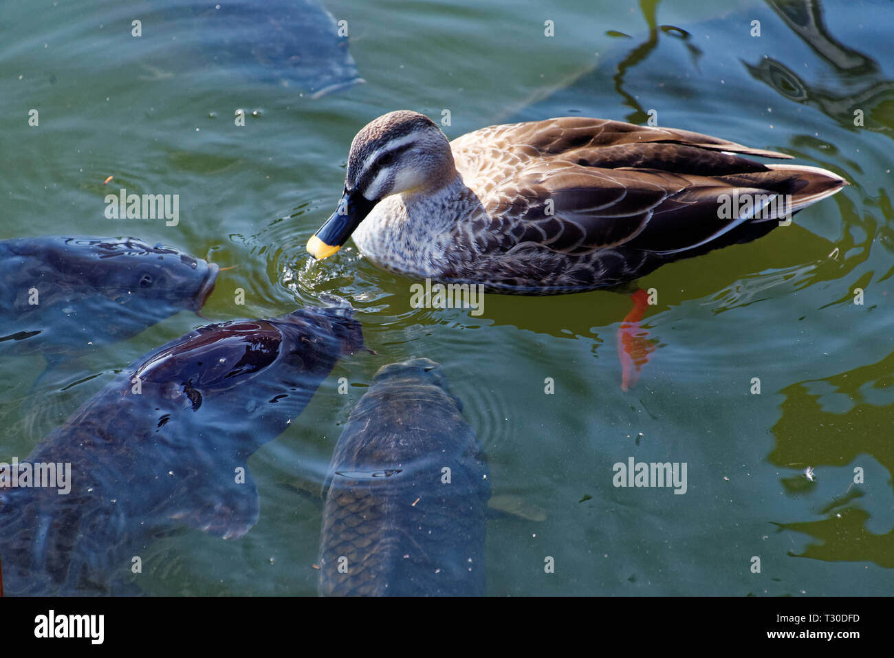 Indian spot-fatturati anatra (Anas poecilorhyncha) è una grande anatra dedicarmi che è un non-migratori anatra di allevamento in tutta zone umide d'acqua dolce nel Ind Foto Stock